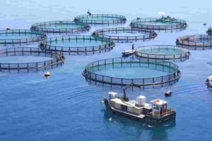 Fish Farming