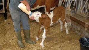 New Born Calves Management