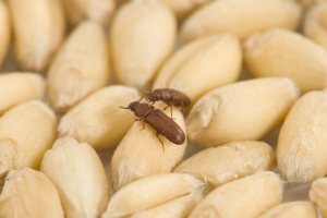 Stored Grain Pests