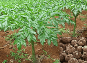 Elephant Foot Yam Plant