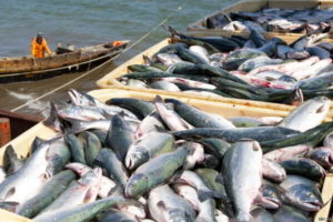  Fish Transportation Management