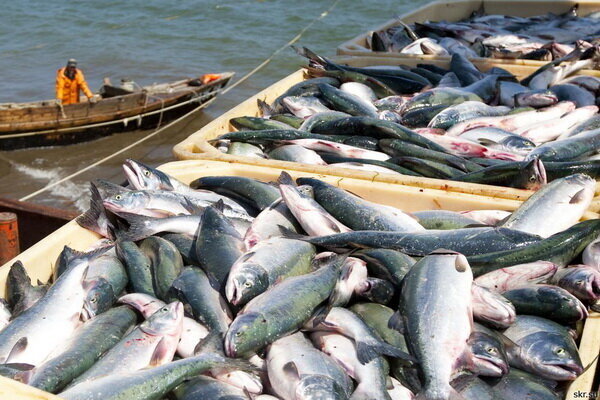 Fish Transportation Management