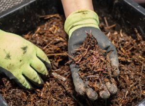 Vermicompost Business