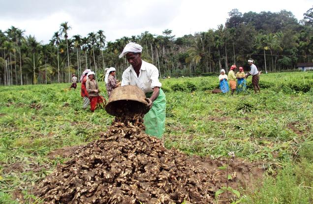 Ginger Farmers