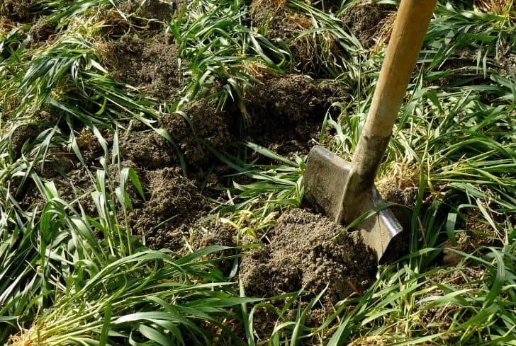 Green Manure