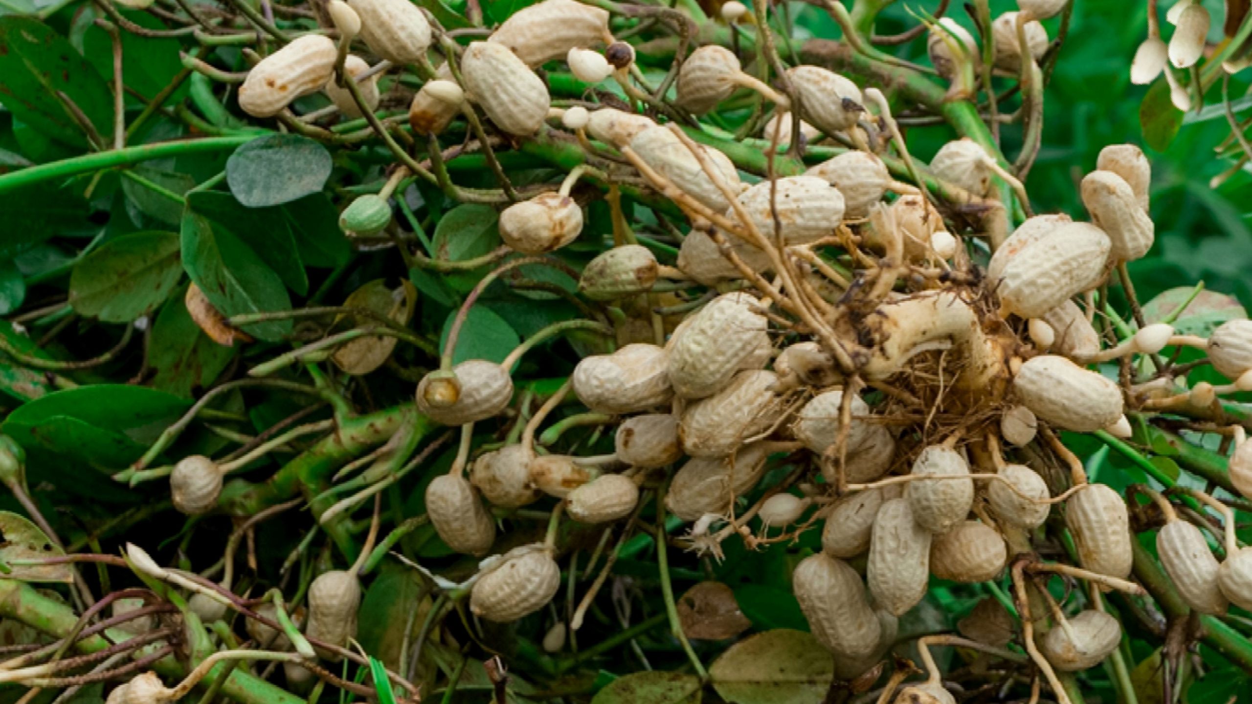 Groundnut Pruning and Storage