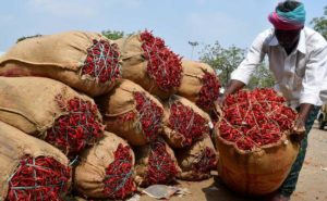 Telangana Red Chilli