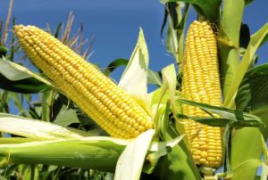 Zinc Deficiency in Maize