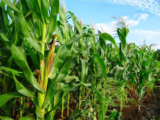 Maize Cultivation