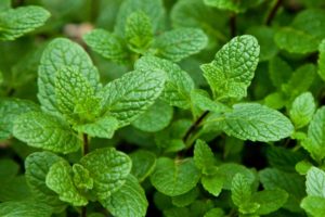 Mentha Leaves