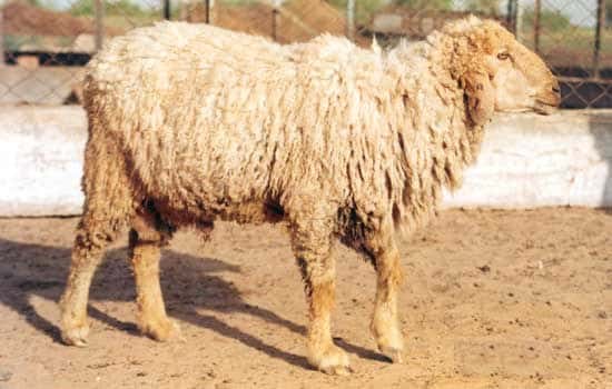 Gaddi Sheep