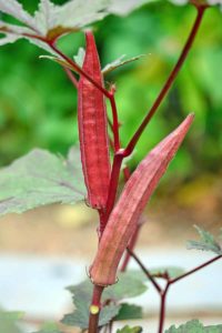 Red Lady Finger