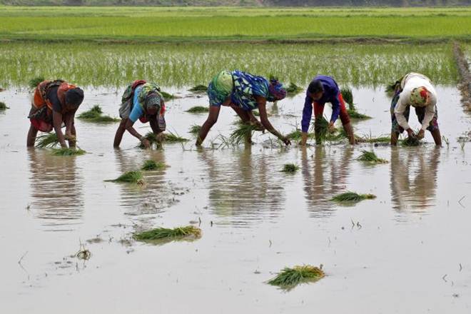 Subsidy For paddy