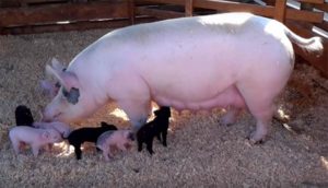 Pig Farming