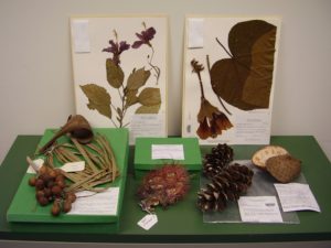 Plants Preservation in Books