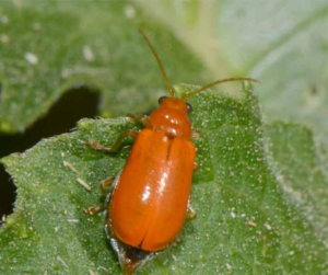 Red Pumpkin Beetle Management