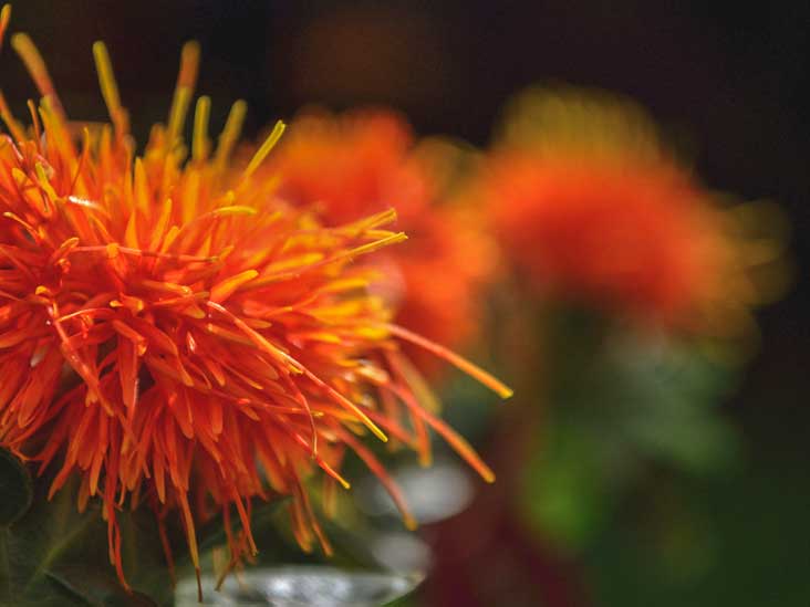 Safflower