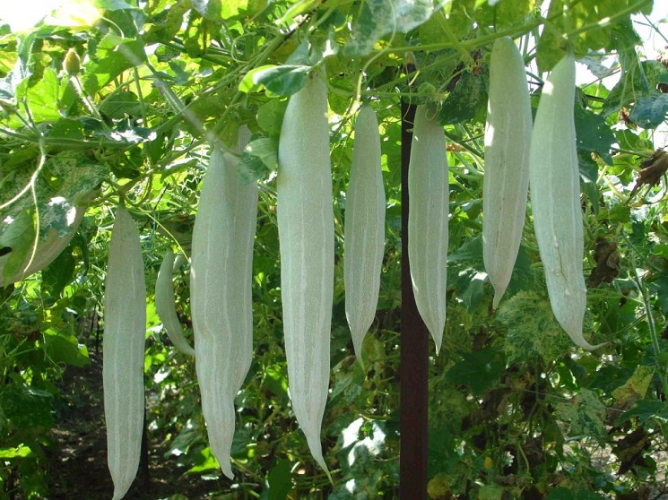 Snake Gourd