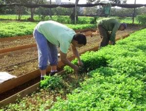 Mentha Farming