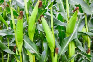 Sweet Corn Cultivation