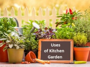 Uses of Kitchen Garden