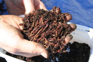 Vermicompost Business