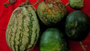 Viral Diseases Management in Melons