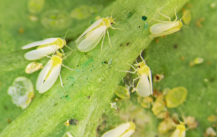 White Fly and Aphids