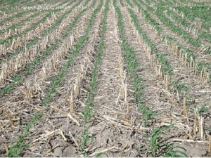 Zero-till Sowing in Maize