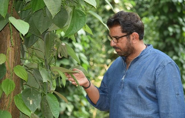 Black Pepper Cultivation