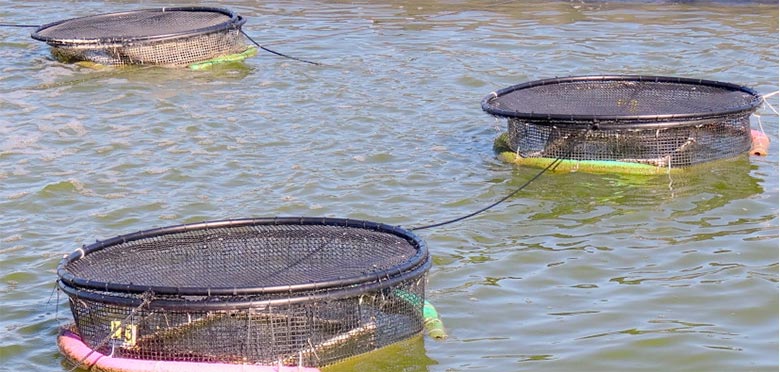 Fish Farming