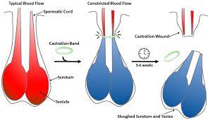 Castration Method