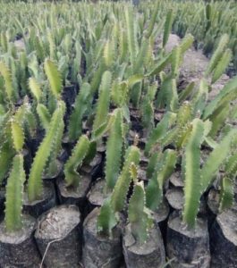 Dragon Fruit Propagation