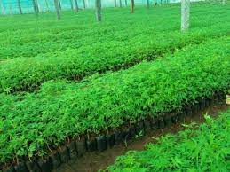 Malabar Cultivation