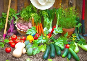 Kitchen Garden