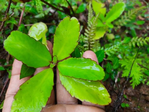 Bryophyllum Pinnatum Health Benefits