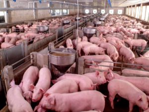 Pig Farming