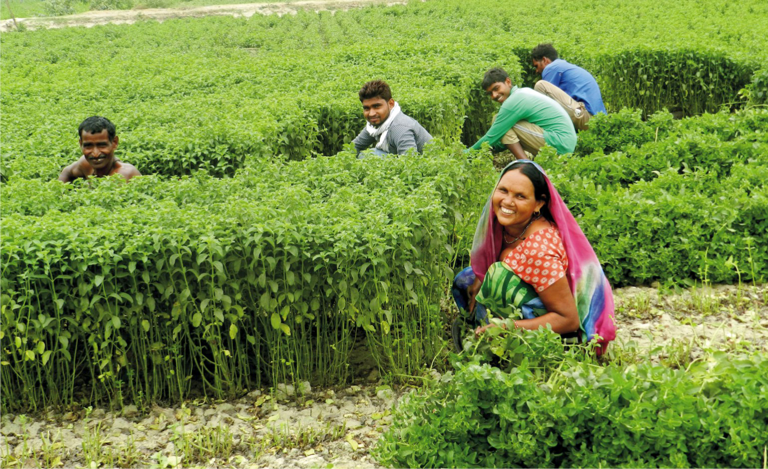 Mentha Farming