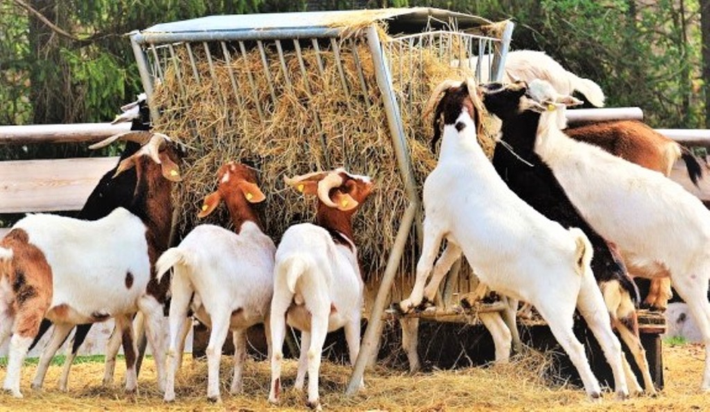 Goat Farming