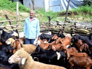 Goat Farming