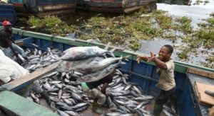 Jhora Fish Farming