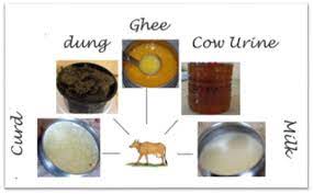 Panchagavya Preparation and Uses