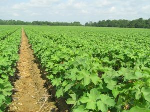 Cotton Cultivation