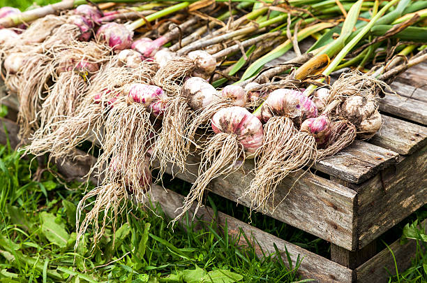 Garlic Cultivation