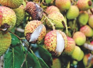 Litchi Fruits