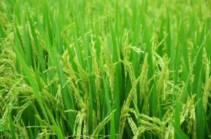 Paddy Cultivation