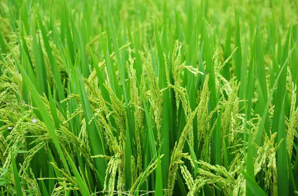 Paddy Cultivation