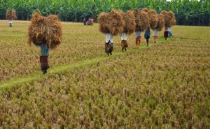 Agricultural Labours 