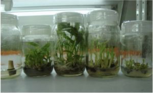 Tissue Culture