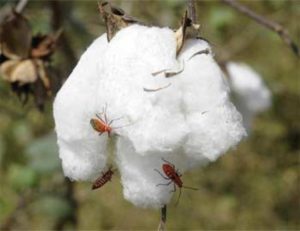 Cotton